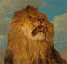 Head of a Lion Reared - Rosa Bonheur — artwork view