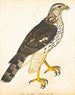 Portrait of a gentle falcon - Reverend Christopher Atkinson — artwork view