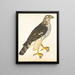 Portrait of a gentle falcon - Reverend Christopher Atkinson — framed artwork on a wall