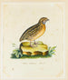 Portrait of a quail - Reverend Christopher Atkinson — artwork view