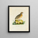 Portrait of a quail - Reverend Christopher Atkinson — framed artwork on a wall