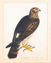 with a portrait of a marsh harrier - Reverend Christopher Atkinson — artwork view