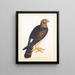with a portrait of a marsh harrier - Reverend Christopher Atkinson — framed artwork on a wall