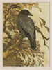 Crow on a branch - Theo van Hoytema — artwork view