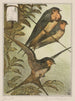 Three Swallows - Theo van Hoytema — artwork view