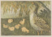 Goose with Chicks - Theo van Hoytema — artwork view