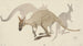 Kangaroo Painting - Theo van Hoytema — artwork view