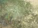 Lizard on a stone - Theo van Hoytema — artwork view