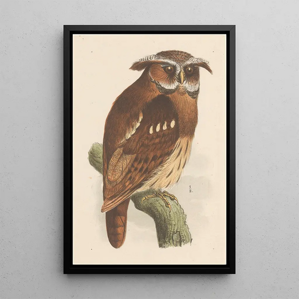 Owl on a branch Bubo Lettii - Theo van Hoytema — framed artwork on a wall