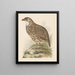 Perdrix - Theo van Hoytema — framed artwork on a wall
