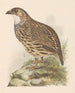 Perdrix francolinus jugularis - Theo van Hoytema — artwork view
