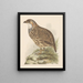 Perdrix francolinus jugularis - Theo van Hoytema — framed artwork on a wall