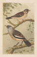 Two Birds on Branches - Theo van Hoytema — artwork view