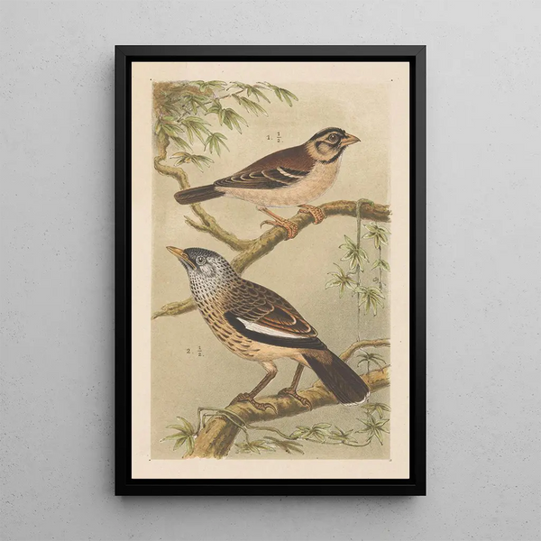 Two Birds on Branches - Theo van Hoytema — framed artwork on a wall
