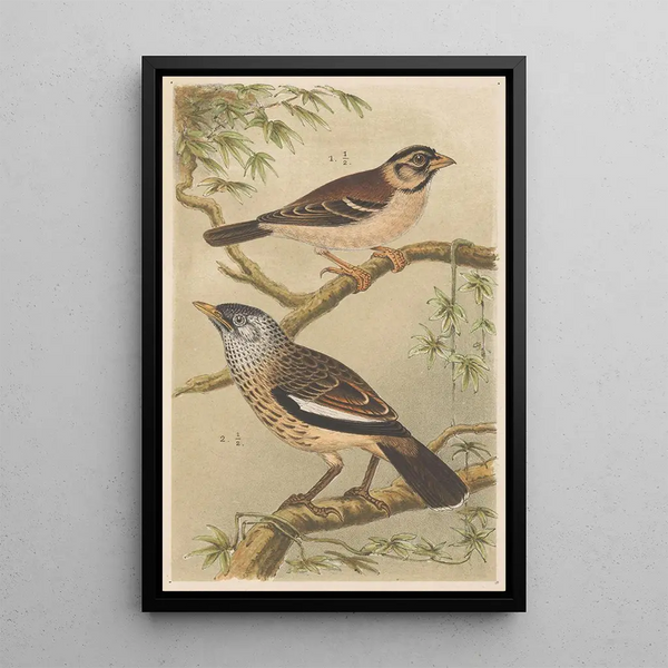 Two birds on branches - Theo van Hoytema — framed artwork on a wall