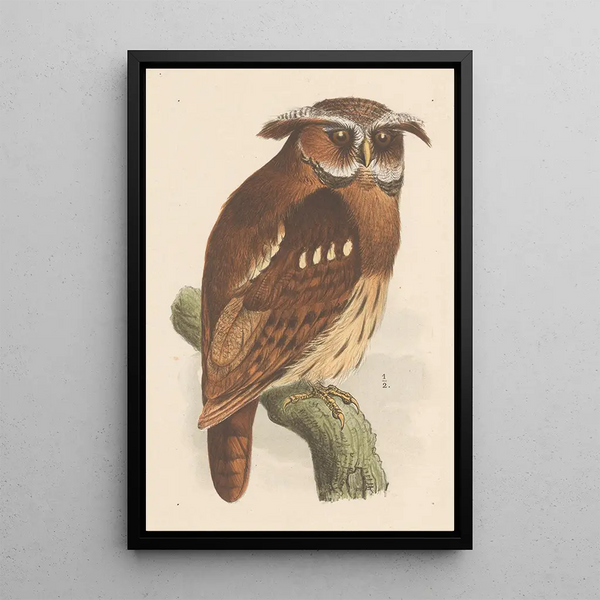 Owl on a branch bubo lettii - Theo van Hoytema — framed artwork on a wall