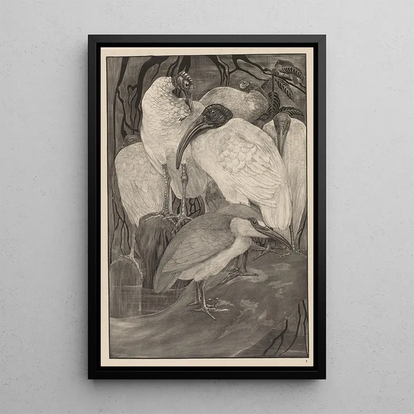 Five ibises and one heron - Theo van Hoytema — framed artwork on a wall