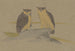 Greeting card with two owls - Theo van Hoytema — artwork view