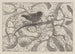Troglodyte sur du gui - Theo van Hoytema — artwork view