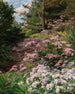 Rhododendron pink and white in a forest - Thomas Allen Jr — artwork view