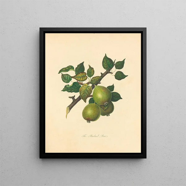 Pear Barland - Thomas Andrew Knight — framed artwork on a wall