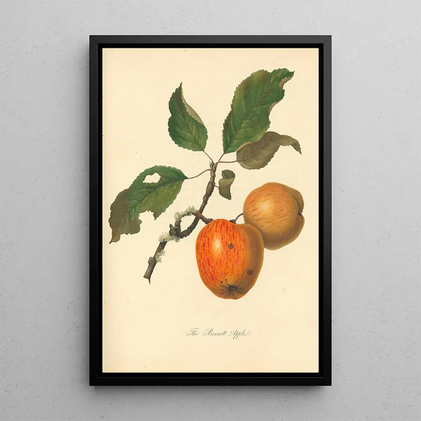 Apple Bennett - Thomas Andrew Knight — framed artwork on a wall