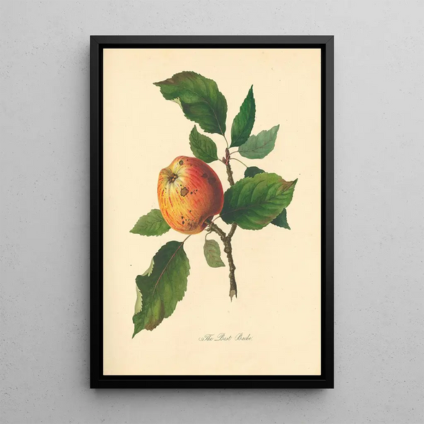 Best Bache - Thomas Andrew Knight — framed artwork on a wall