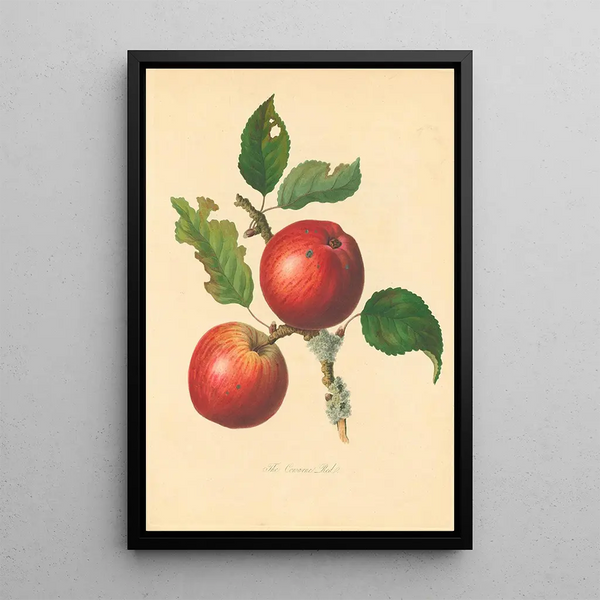 Cowarne Red - Thomas Andrew Knight — framed artwork on a wall