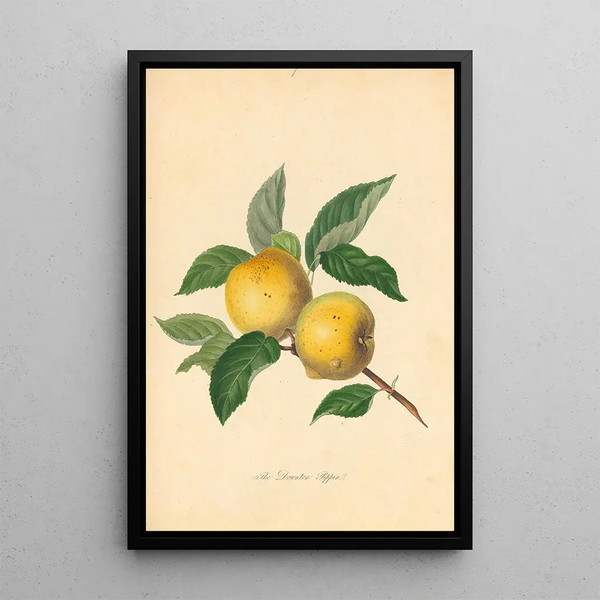 Downton Pippin - Thomas Andrew Knight — framed artwork on a wall