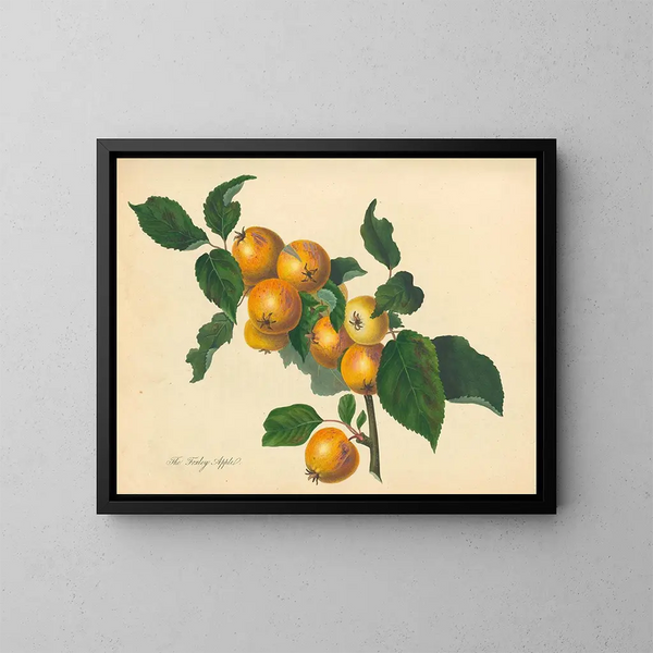 Apple of Foxley - Thomas Andrew Knight — framed artwork on a wall