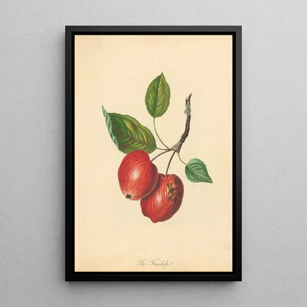 Foxwhelp - Thomas Andrew Knight — framed artwork on a wall