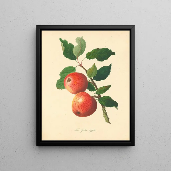 Apple garter - Thomas Andrew Knight — framed artwork on a wall
