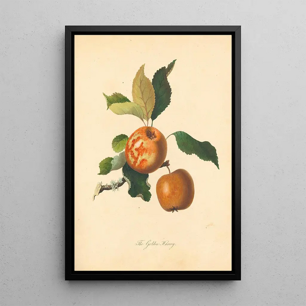 Golden Harvey Painting - Thomas Andrew Knight — framed artwork on a wall