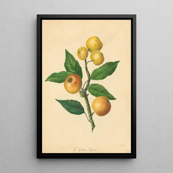 Golden Pippin Painting - Thomas Andrew Knight — framed artwork on a wall