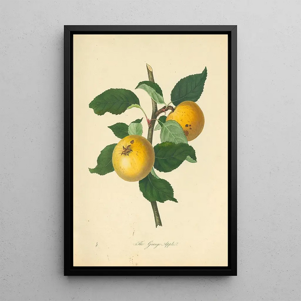 Apple Barn - Thomas Andrew Knight — framed artwork on a wall