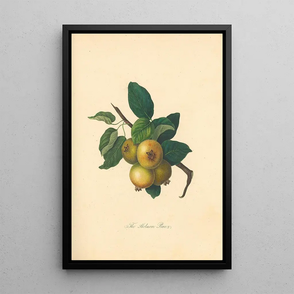 Pear Holmore - Thomas Andrew Knight — framed artwork on a wall