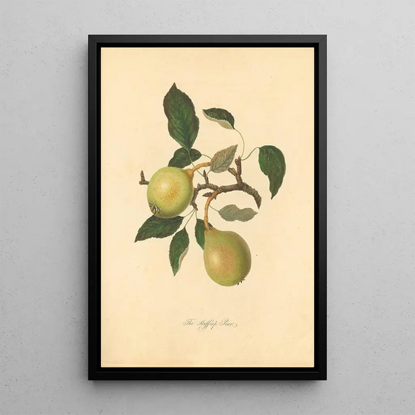 Pear Huffcap - Thomas Andrew Knight — framed artwork on a wall
