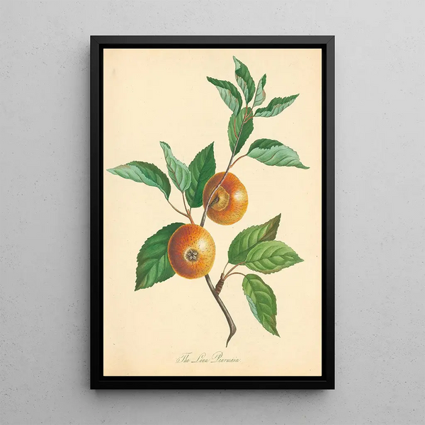 Pear Loan Pearmain - Thomas Andrew Knight — framed artwork on a wall