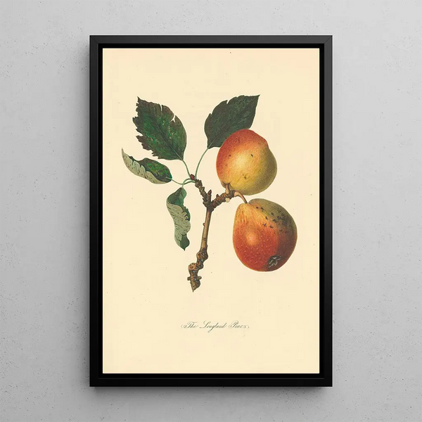 Poires Longland - Thomas Andrew Knight — framed artwork on a wall