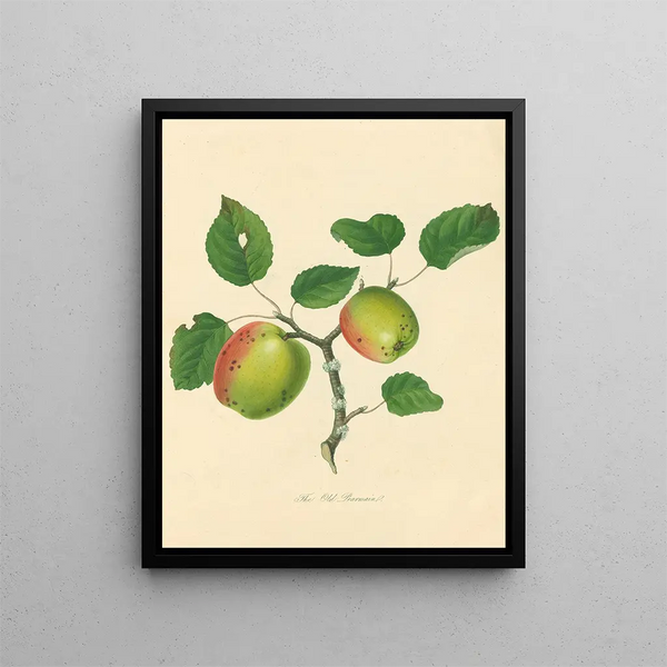 Old Pearmain Painting - Thomas Andrew Knight — framed artwork on a wall