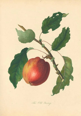 Thomas Andrew Knight - Old Quining.webp