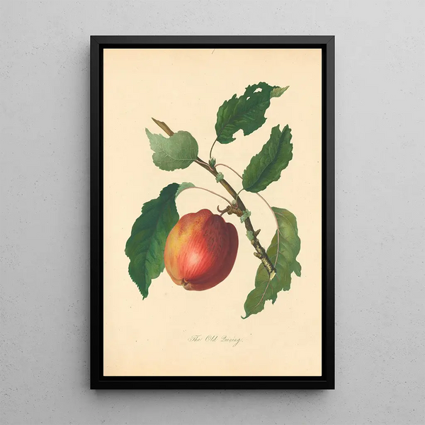 Old Quining - Thomas Andrew Knight — framed artwork on a wall