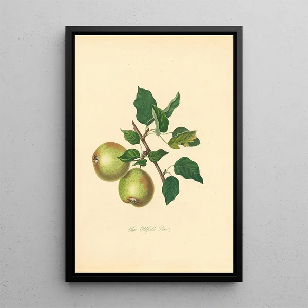 Pear Oldfield - Thomas Andrew Knight — framed artwork on a wall