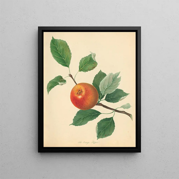 Orange Pippin Painting - Thomas Andrew Knight — framed artwork on a wall