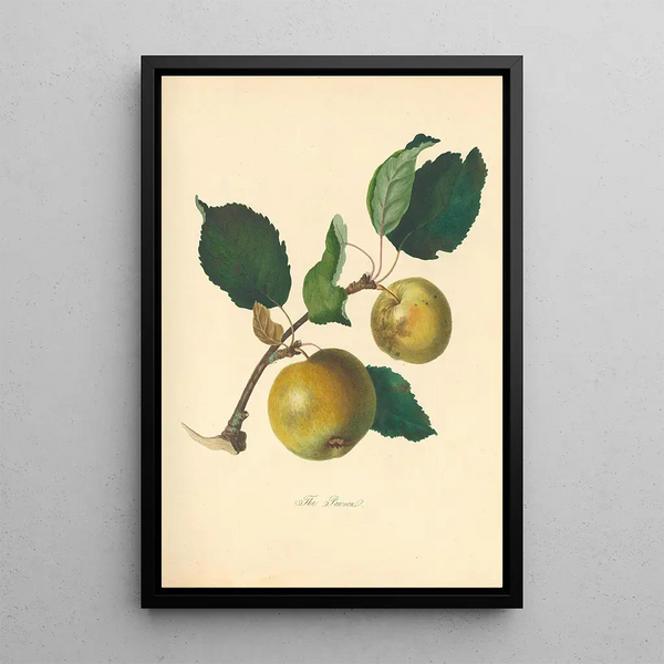 Pawsan - Thomas Andrew Knight — framed artwork on a wall