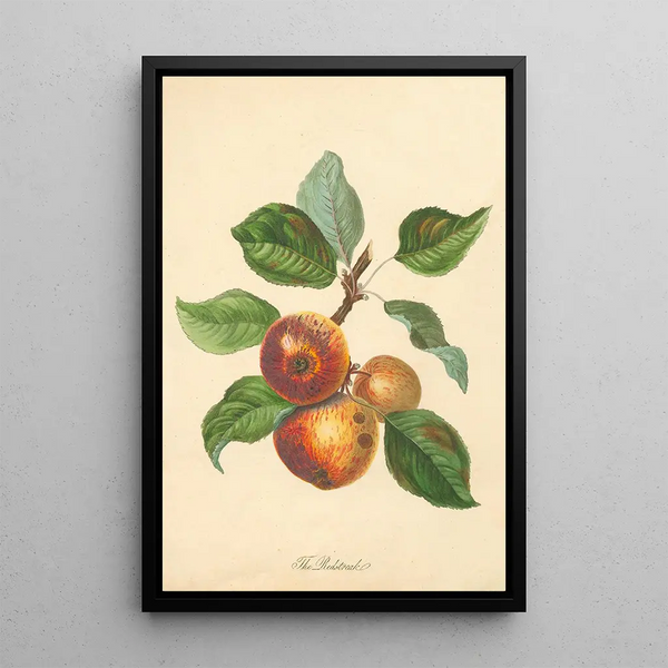 Redstreak - Thomas Andrew Knight — framed artwork on a wall