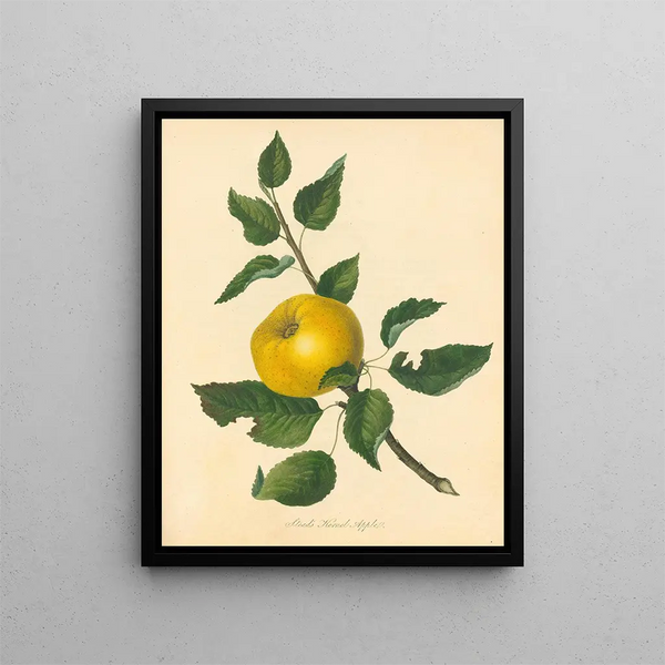 Pomme à noyau Steads - Thomas Andrew Knight — framed artwork on a wall