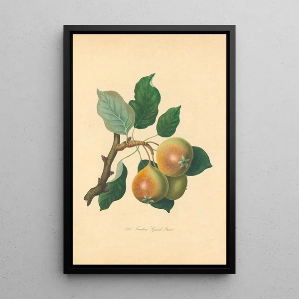 Pear Teinton Squash - Thomas Andrew Knight — framed artwork on a wall