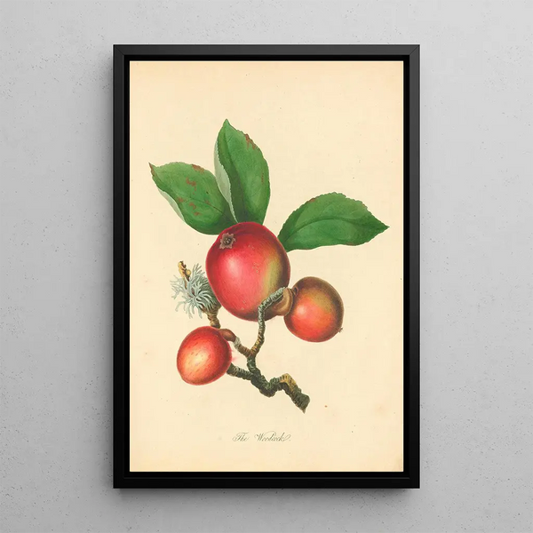 Woodcock Painting - Thomas Andrew Knight — framed artwork on a wall