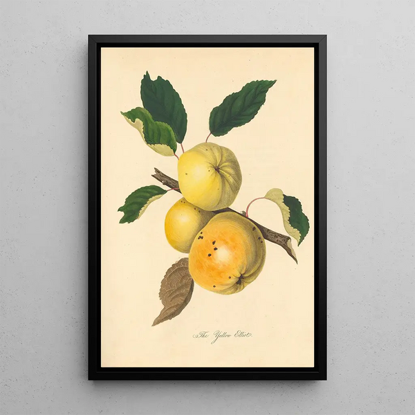 Yellow Elliot - Thomas Andrew Knight — framed artwork on a wall